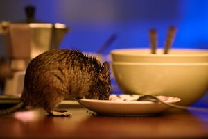 stock image of a rodent in a kitchen